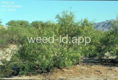 mesquite, honey